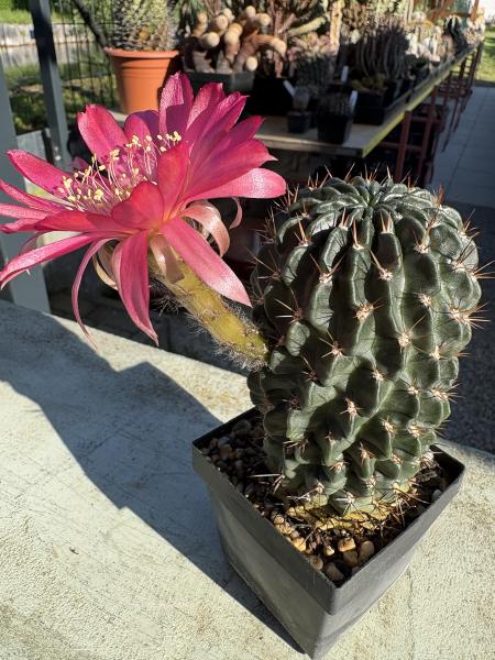 Lobivia hertrichiana
